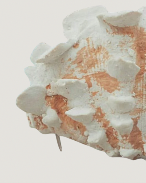 SCALLOP SHELL PURSE